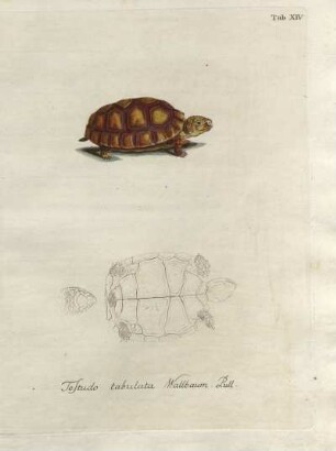 Tab. XIV. Testudo tabulata Wallbaum. Pull.