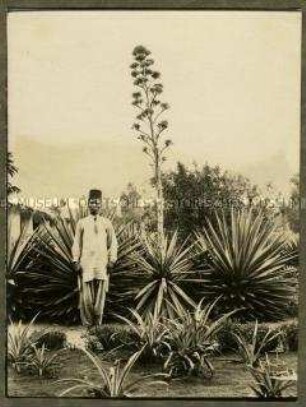 Afrikanischer Diener (Boy) vor Agavenpflanzen