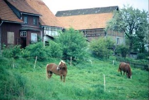 Pferde auf Weide hinter einem Gehöft