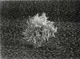 Baum als Negativdruck, experimentell