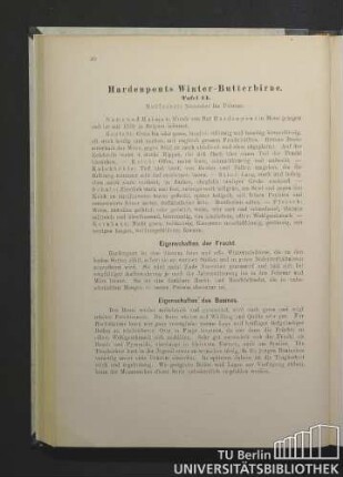 Hardenponts Winter-Butterbirne. Tafel 14.
