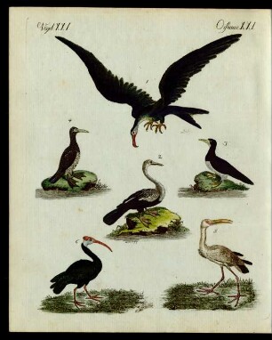 Merkwürdige Sumpf- und Wasser-Vögel.