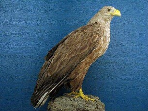 Seeadler