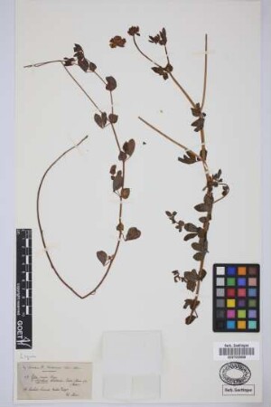 Lotus uliginosus Schkuhr