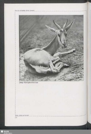 Junge Springbock-Antilope