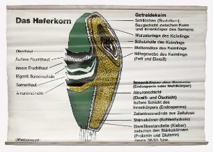Das Haferkorn