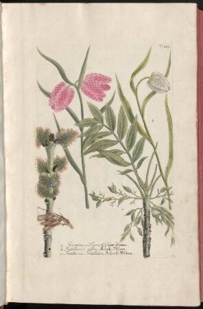 Phytanthoza-Iconographia, Sive Conspectus Aliquot millium, tam Indigenarum quam Exoticarum, ex quatuor mundi partibus, longâ annorum serie indefessoque studio, à Joanne Guilielmo Weinmanno, Dicasterii Ratisbonensis Assessore & Pharmacopola Seniore collectarum Plantarum, Arborum, Fruticum, Florum, Fructuum, Fungorum &c., 3. F - O