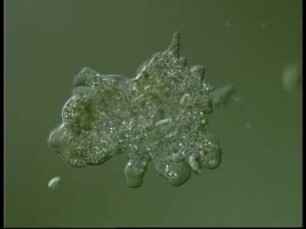 Pinozytose und Phagozytose bei Amoeba proteus