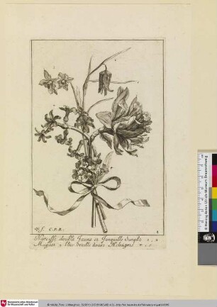Narcisse double Jaune et Jonquille Simplo 1, 2; Muguet 3 bleui Oreille dours Meleagris 4, 5