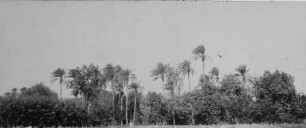 Garten des Generalgouverneurs in Khartum [Reise nach dem Sudan, Band 1]