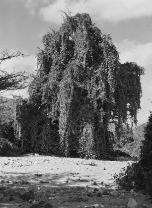 Baum : Dichtes Laubdach eines Baumes