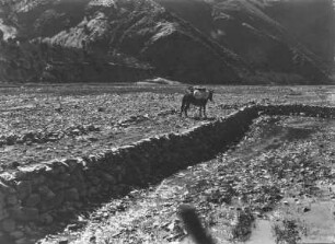 Lasttier (Bolivienreisen Schmieder 1924-1925)