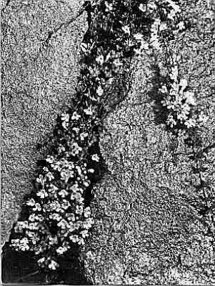 Lippenblütler (Labiatae). Feldthymian, Arzneiquendel (Thymus pulegioides). Blühender Bestand in einer Felsspalte