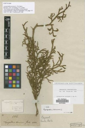 Lycopodium cernuum L.