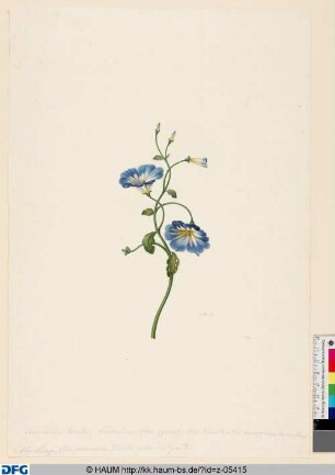 Dreifarbige Winde (Convolvulus tricolor)