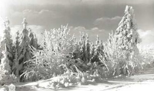 Osterzgebirge. Waldrand am Geisingberg bei Raureif