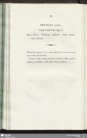 Graphaea minuta. Tab. DXLVII.—fig. 4