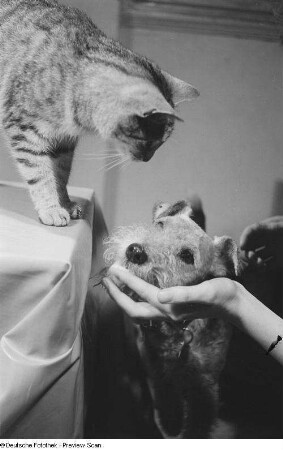 Katze und Hund