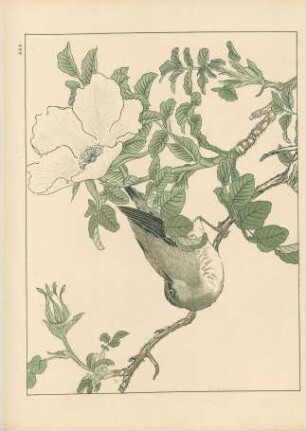 AAA. Vogel und Blumen