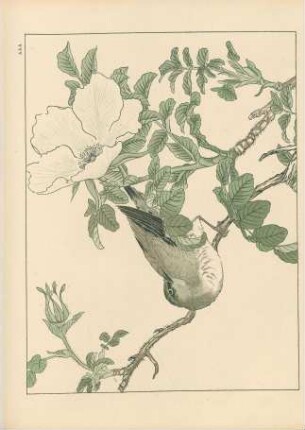AAA. Vogel und Blumen