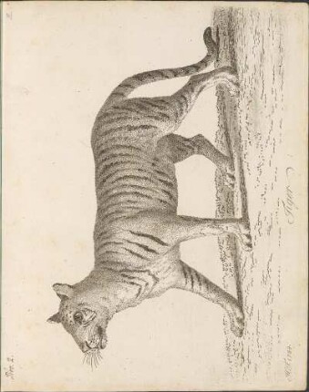 Nro 2: Tiger