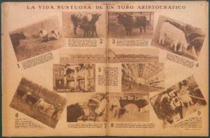 La vida suntuosa de un toro aristocrático [Fotografías]