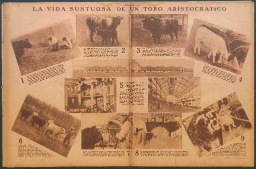 La vida suntuosa de un toro aristocrático [Fotografías]