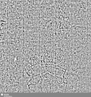 Lilienschild + IESV / LW = S.7/8