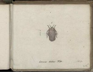 Coccus dubius Fabr. [bis] Musca marginata Fabr.