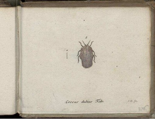Coccus dubius Fabr. [bis] Musca marginata Fabr.