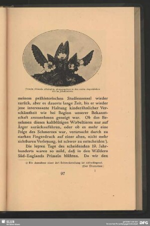 Primeln, Primula officinalis, photographiert in den ersten Augenblicken des 20. Jahrhundert