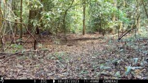 Harpy eagle predation on coatis