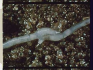 Organization and Reproduction of Enchytraeids (Oligochaeta)