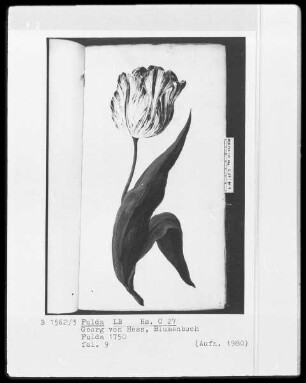 Georg Friedrich Heß, Blumenbuch — Aufrechte Tulpe, Folio 9recto