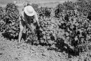 Weinanbau : Weinanbau bei Vgayeth.