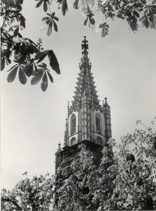 Münsterturm in bern