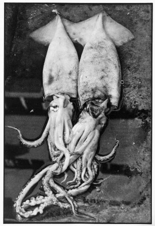 China. Kraken
