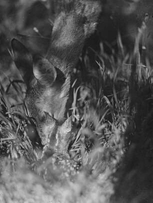 Rehe. Ricke mit Kitz