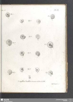 Coquilles fossiles des environs de Paris. Pl. VIII