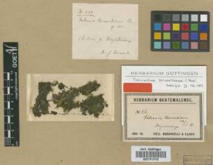 Fabronidium bernoullianum Müll.Hal. [holotype]