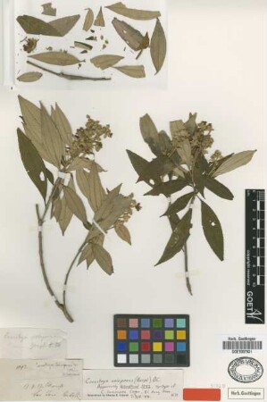 Conostegia lanceolata Cogn. [syntype]