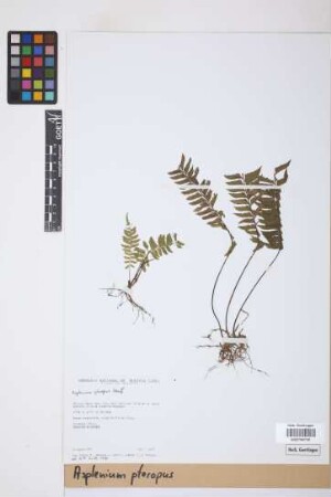 Asplenium pteropus