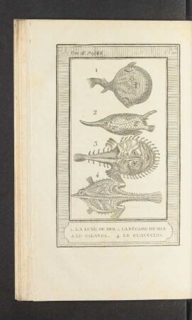 Tafel: 1. La lune de mer. 2. La bécasse de mer. 3. Le galanga [...]