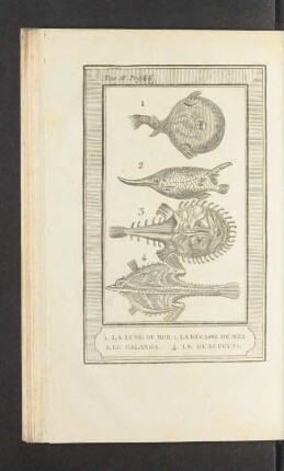 Tafel: 1. La lune de mer. 2. La bécasse de mer. 3. Le galanga [...]