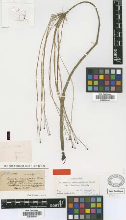 Eriocaulon melanocephalum Kunth var. longipes Griseb.[holotype]
