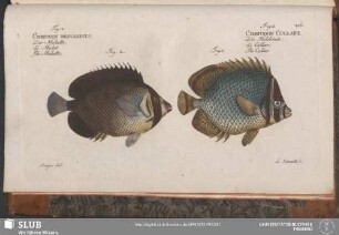 216. Fig. 1. Chaetodon Collare. Fig. 2. Chaetodon Mesoleucus