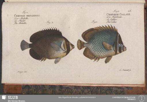216. Fig. 1. Chaetodon Collare. Fig. 2. Chaetodon Mesoleucus