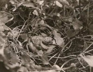 Europa. Flussregenpfeifer (Charadrius dubius), 8 Tage alter Jungvogel sich drückend