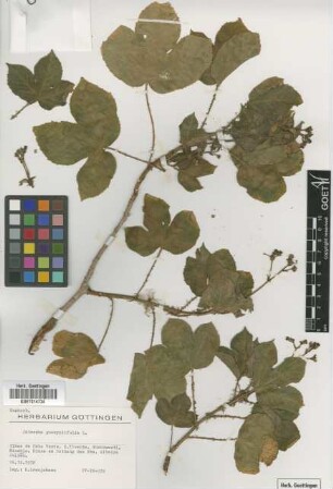 Jatropha gossypiifolia L.