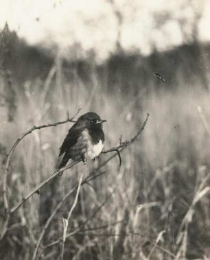Europa. Rotkehlchen (Erithacus rubecula)